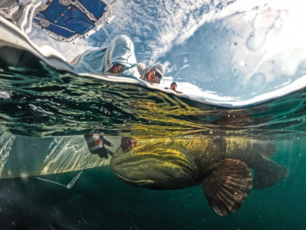 Large grouper being released safely