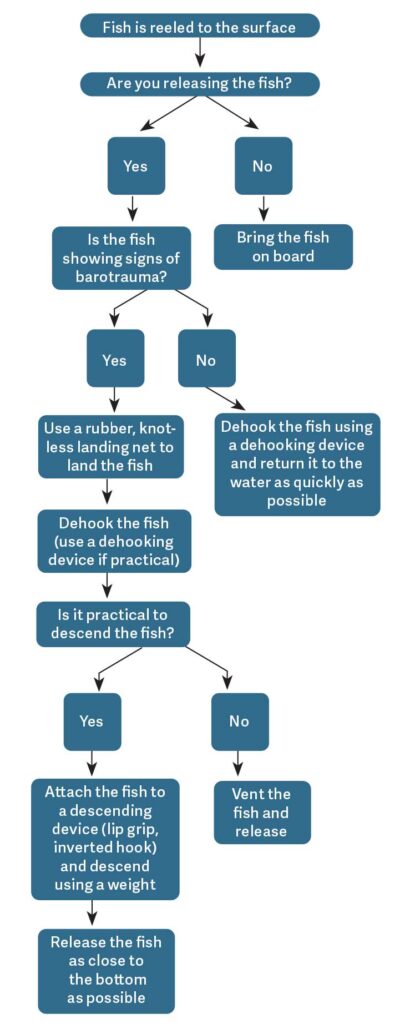 Return 'Em Right Tips for Safely Releasing Reef and Bottomfish