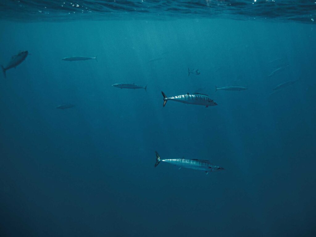 School of wahoo