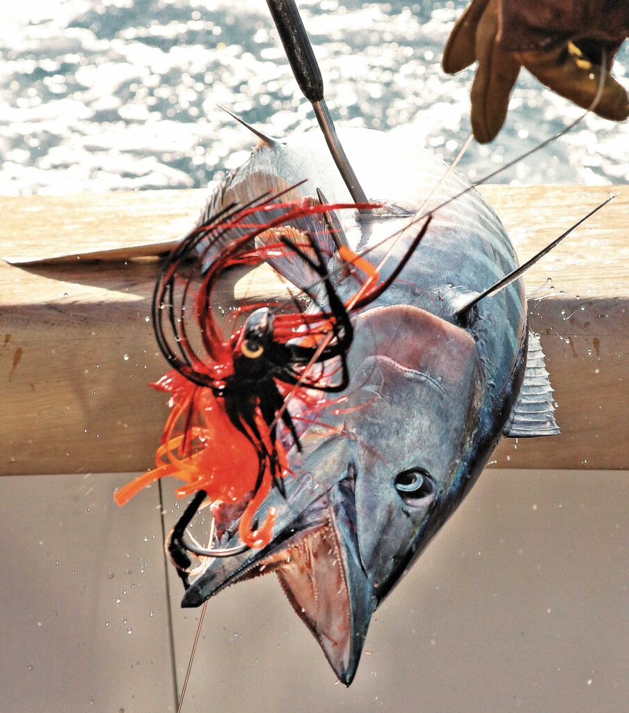 WAHOO LIMITS!!! Fall Bite is HOT, Offshore Fishing NC Action!