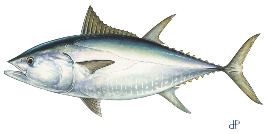 bluefin tuna