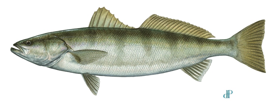 white sea bass