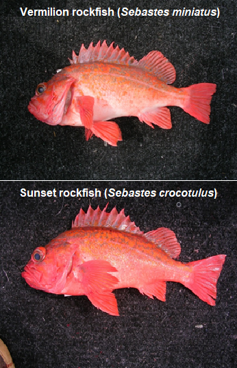 comparison of sunset and vermillion rockfish