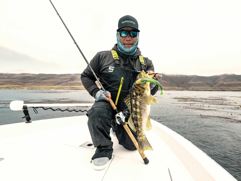 Large calico bass on the boat