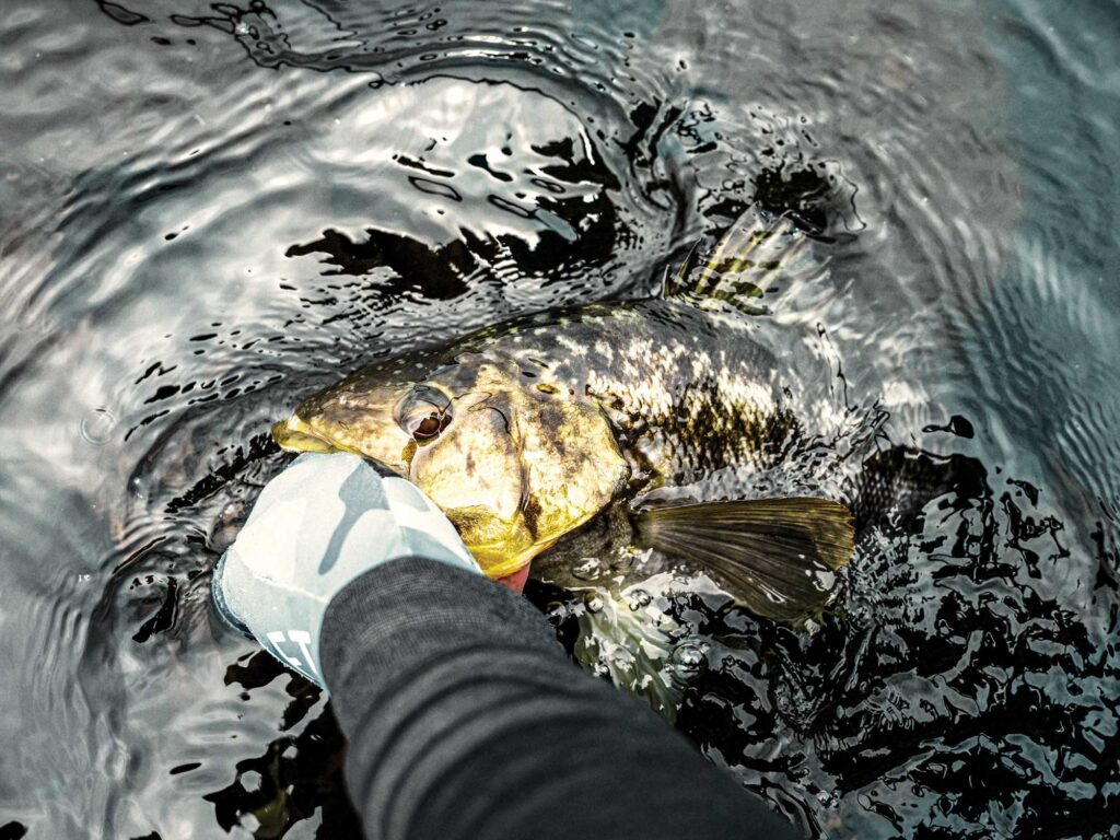 Calico bass brought to the boat