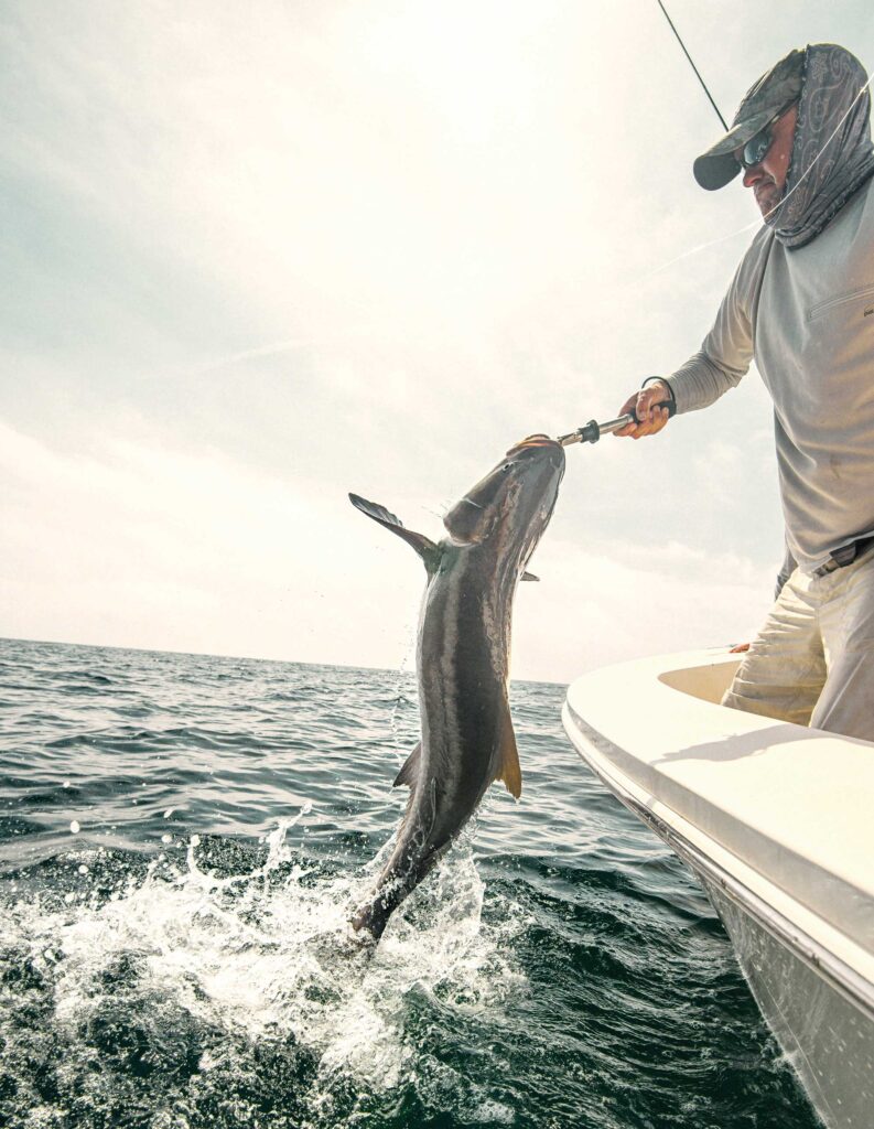 Pulling a cobia onto the boat