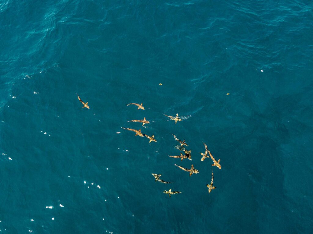 School of cobia