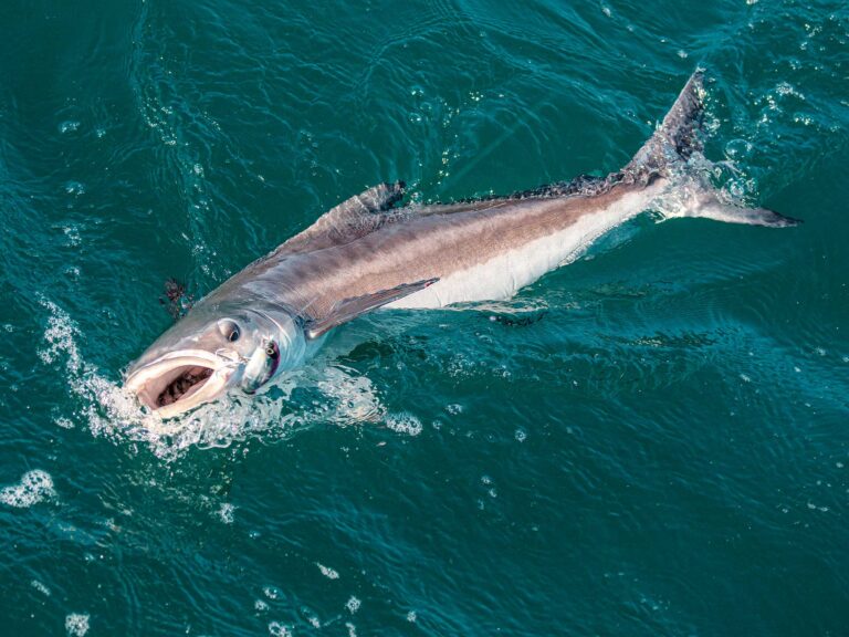 Cobia being reeled in