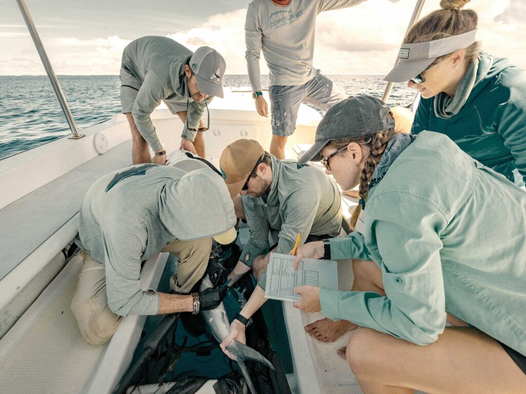 Tagging a milkfish