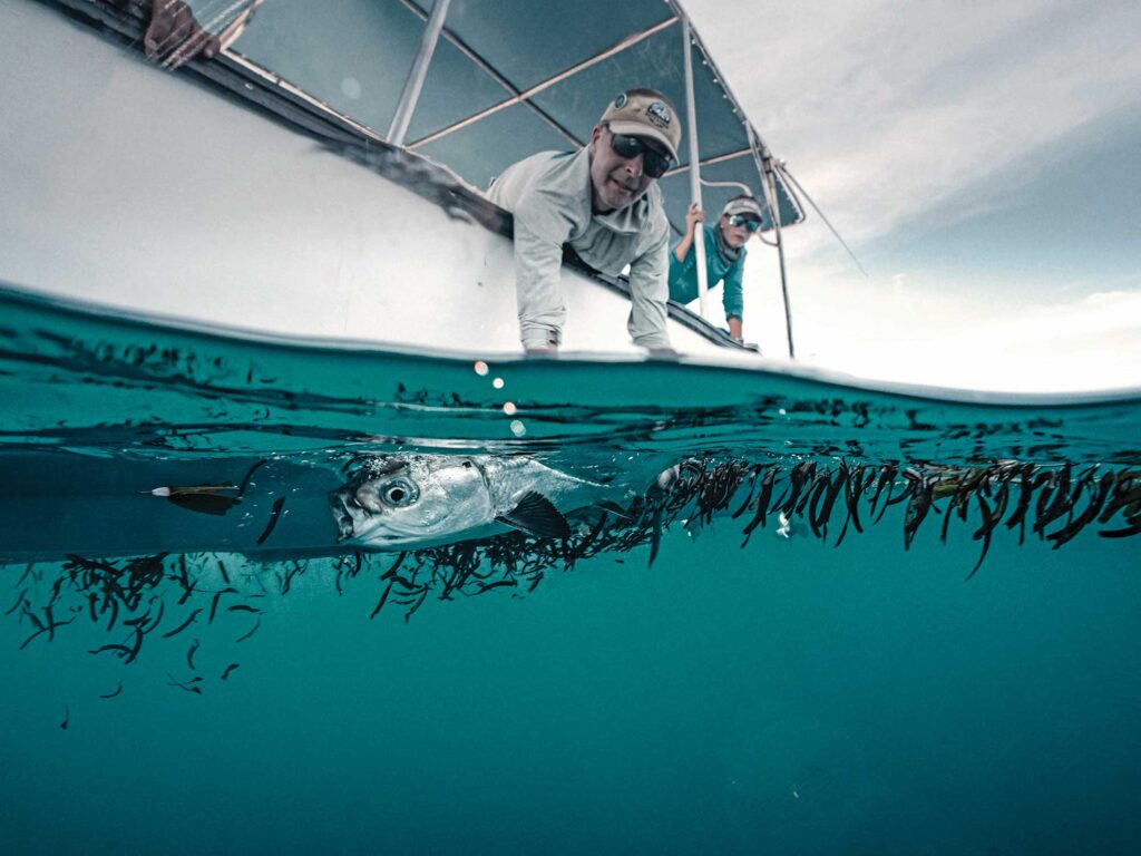 Releasing a milkfish