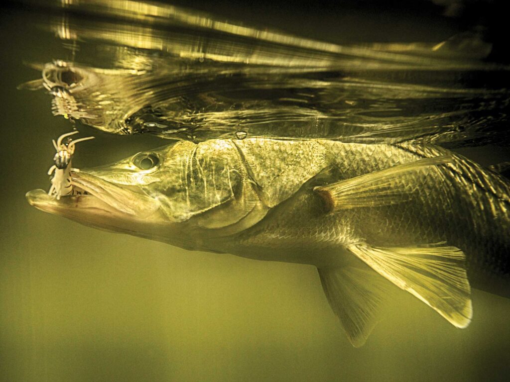 Snook hooked in the Everglades