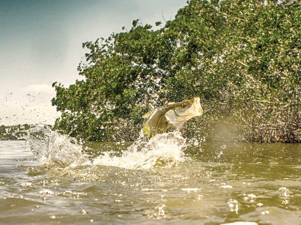 Snook in the Everglades