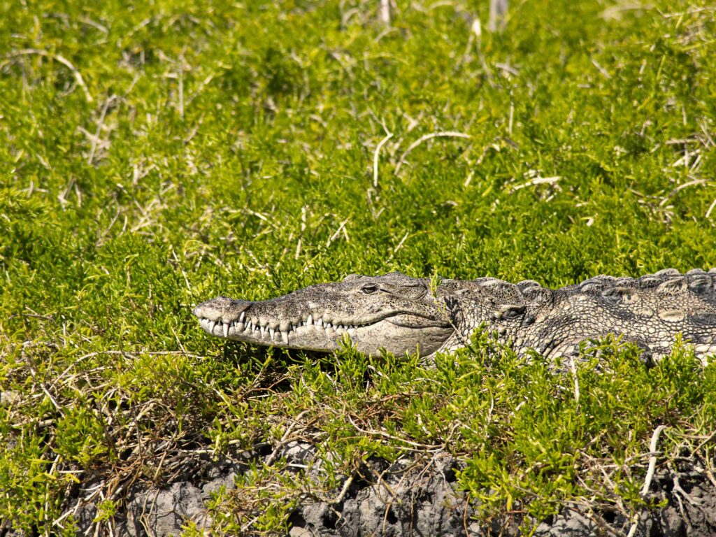 Saltwater crocodile in the Everglades