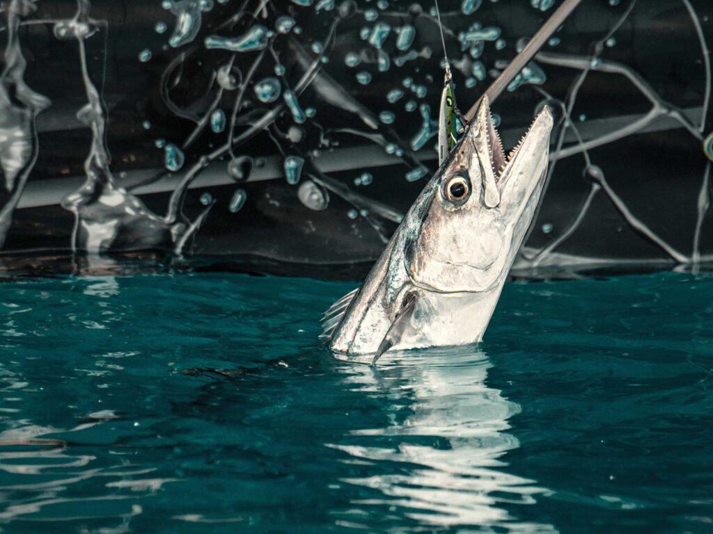 King mackerel boatside