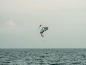 King mackerel launching