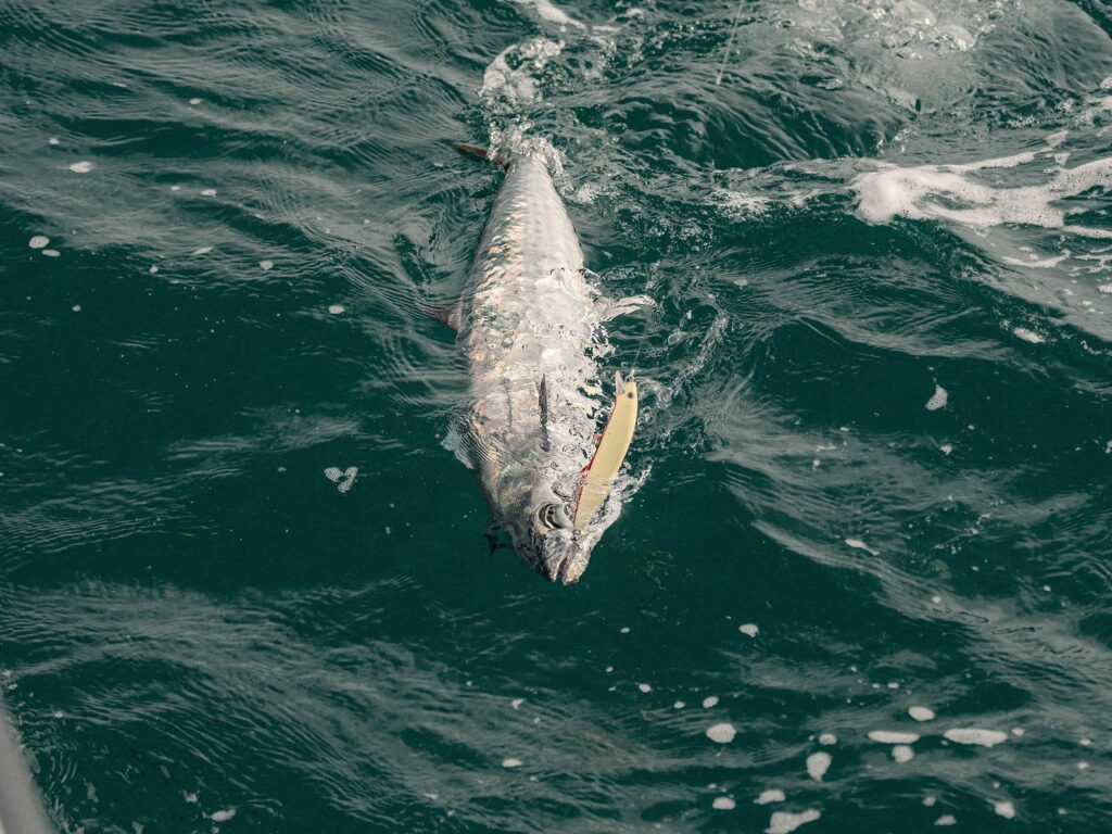 King mackerel being reeled in