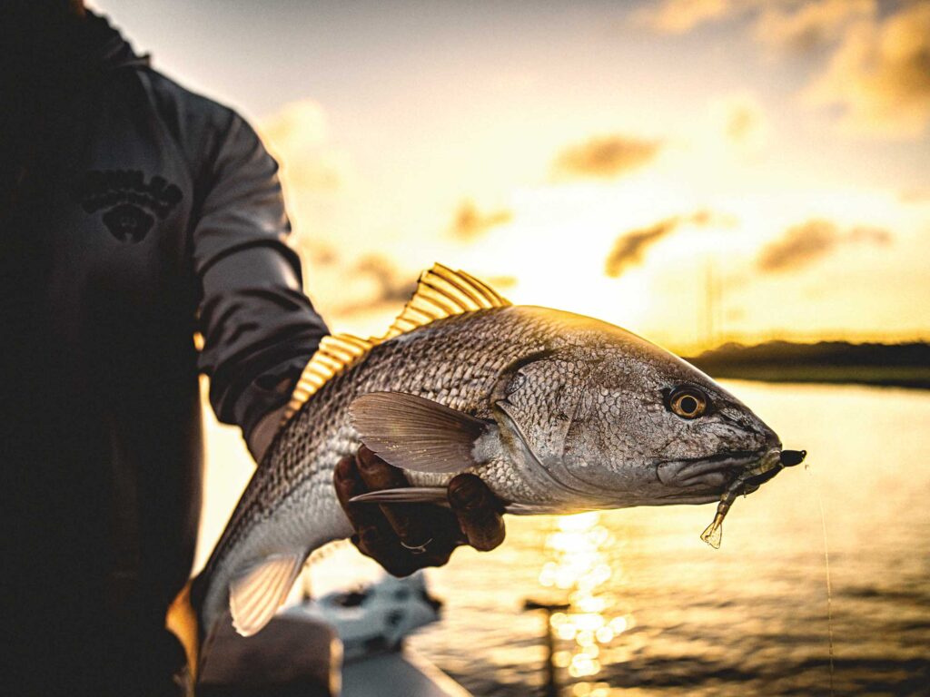 Redfish caught on a soft plastic