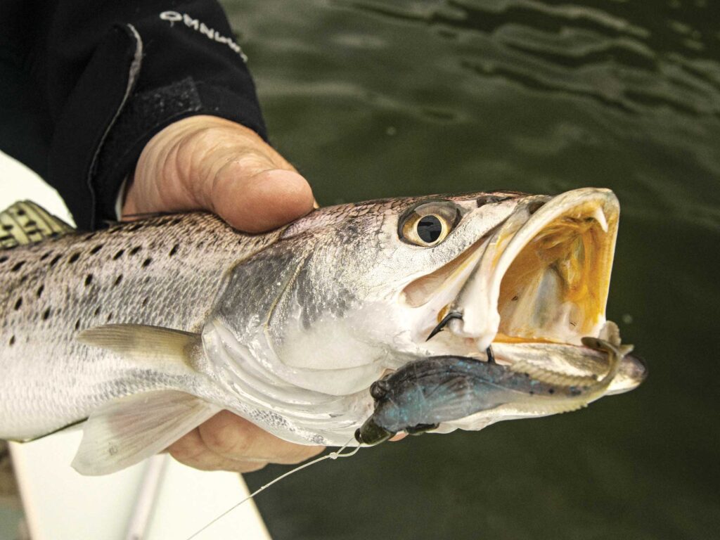 Seatrout caught using a soft plastic