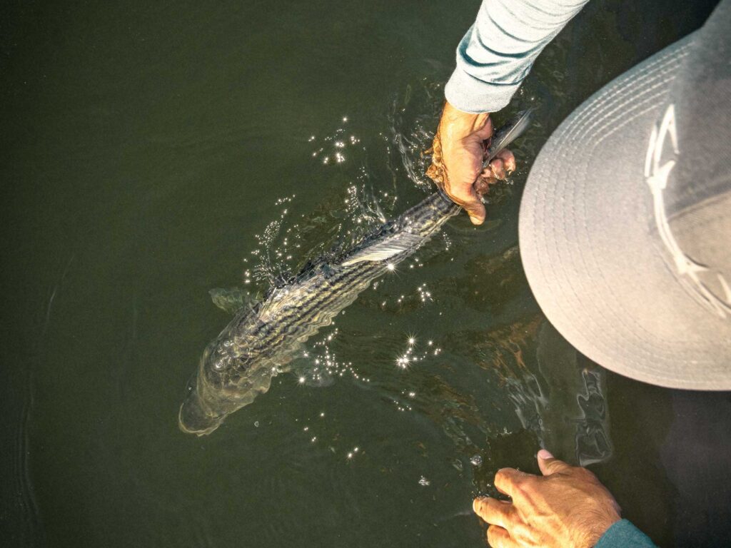 Releasing a striped bass