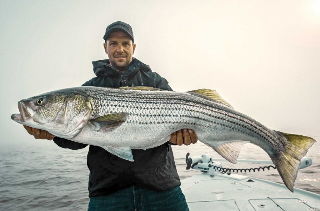 Large striped bass on a boat