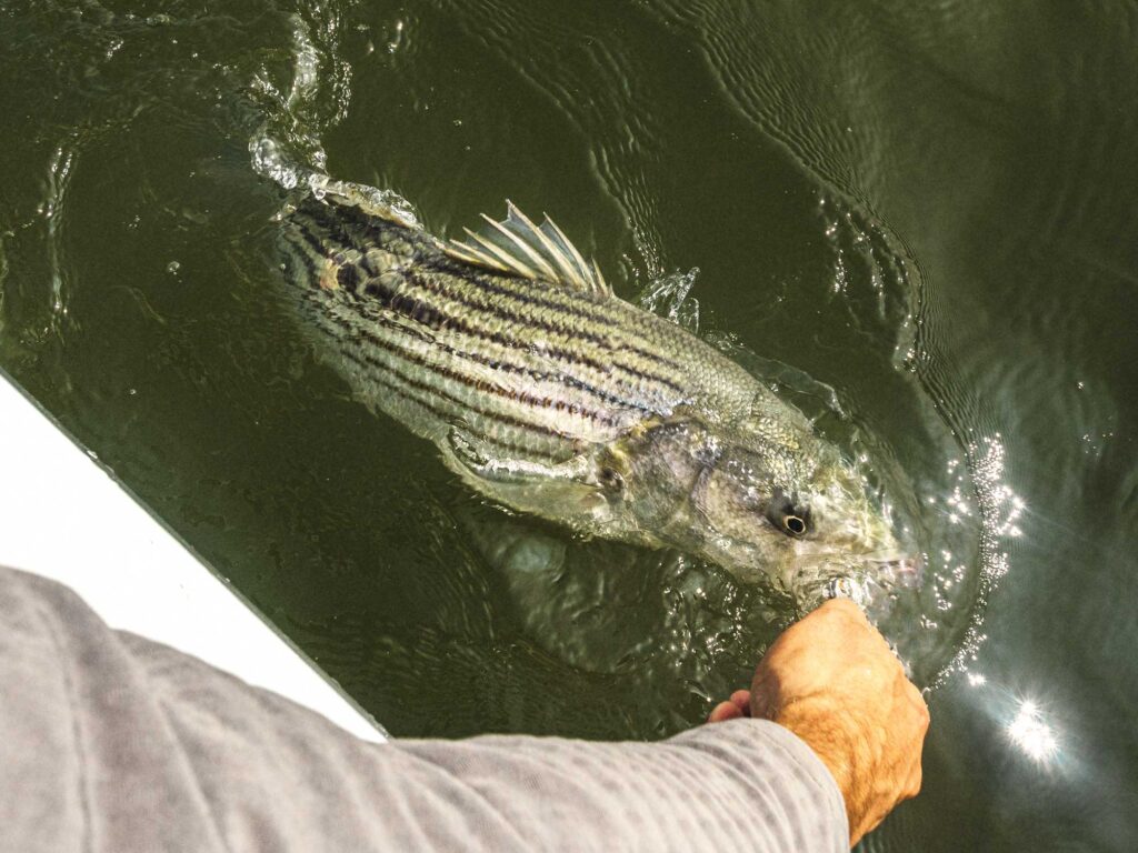 Chasing Striped Bass Through New Jersey Marshes