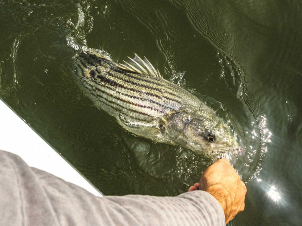 Striped bass boatside