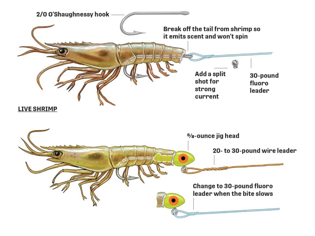 Rigging shrimp for mackerel