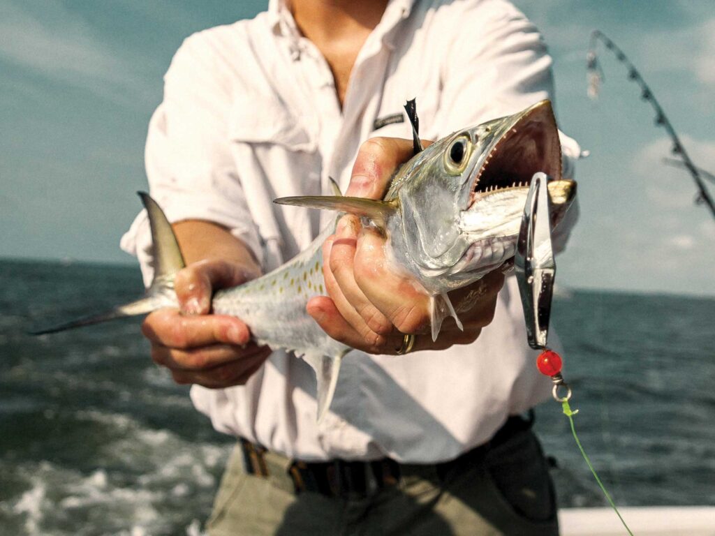 Spanish mackerel caught using a spoon