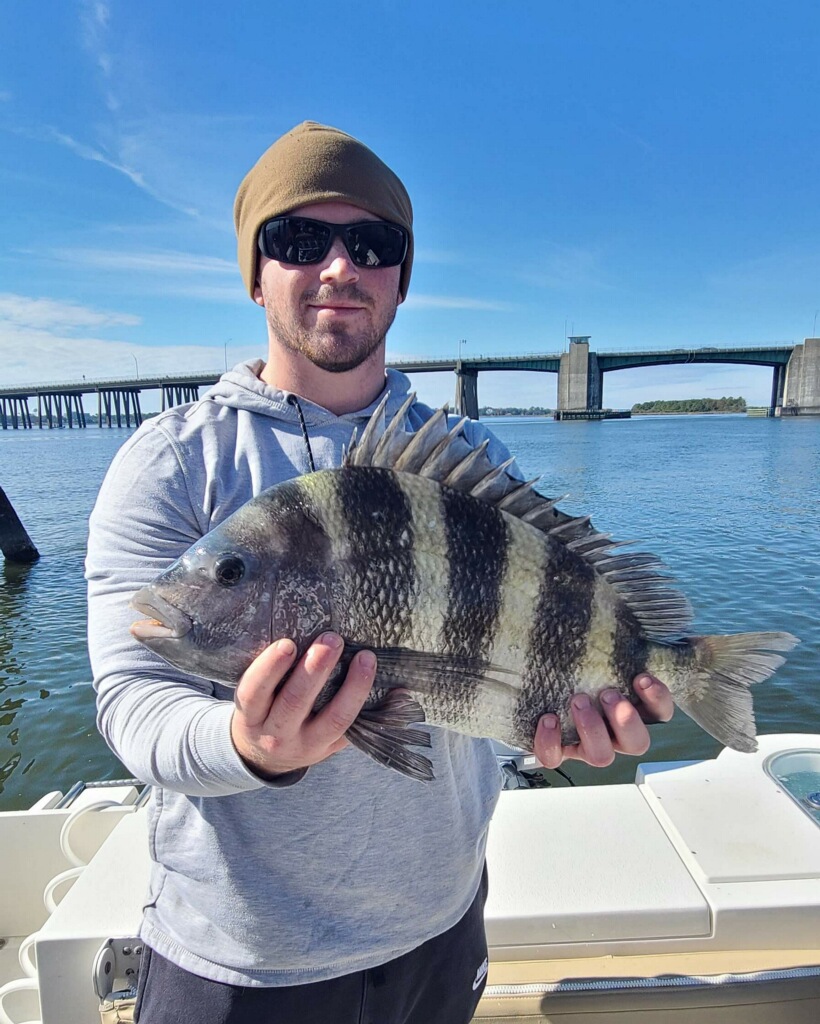 Sheepshead