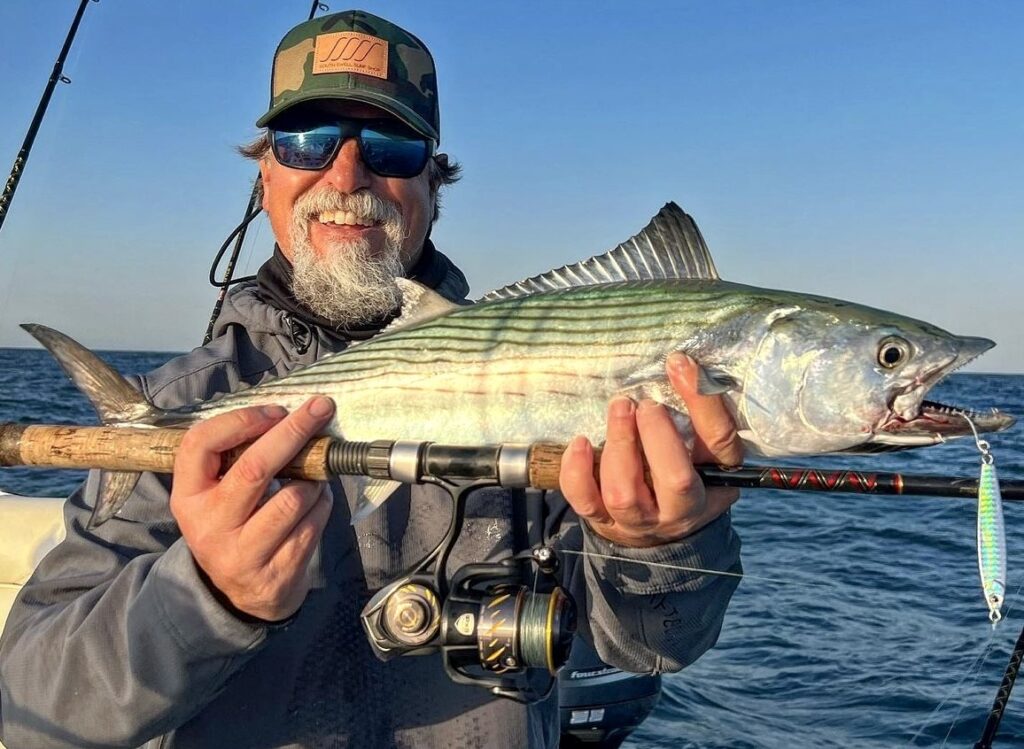 Atlantic bonito caught on jig