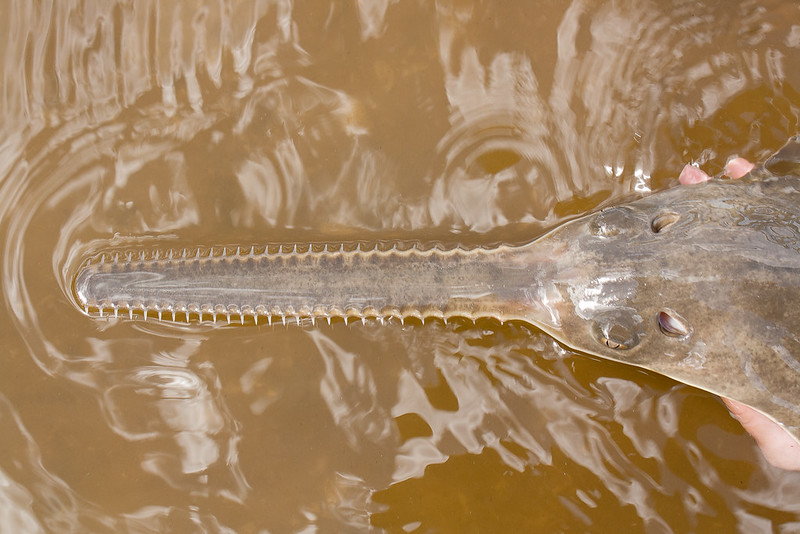 smalltooth sawfish