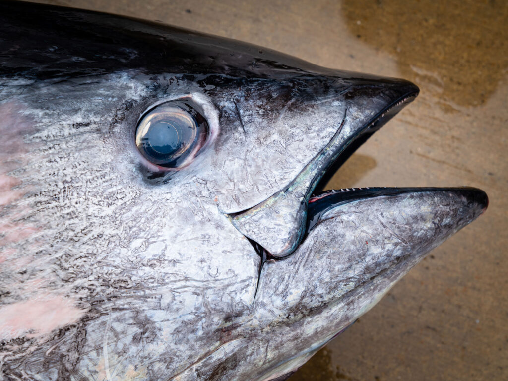 Bluefin tuna on the boat