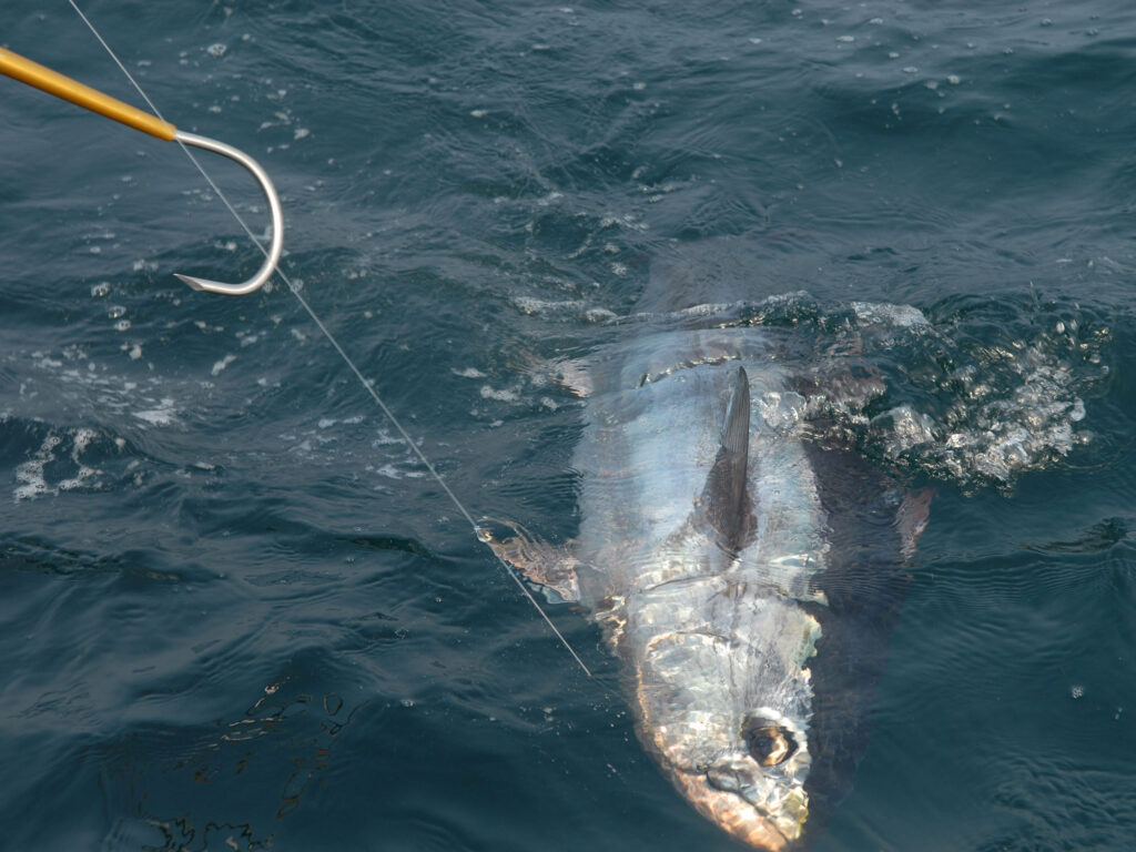 Large bluefin tuna being gaffed