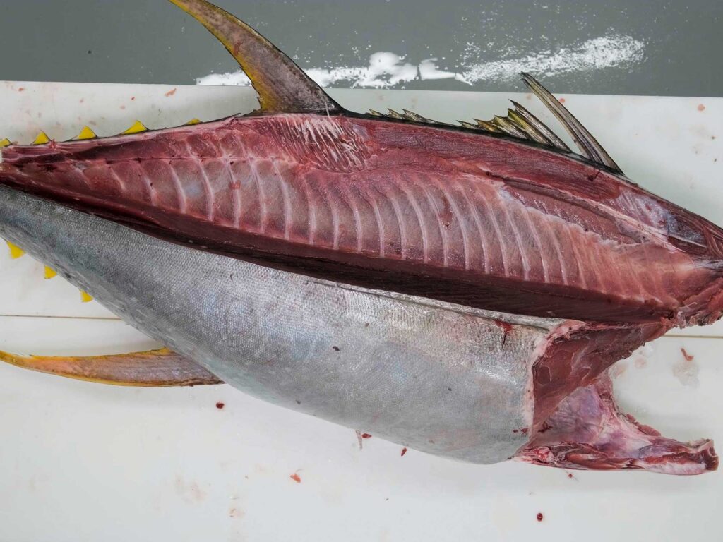 Tuna fillet with high loin released