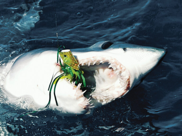 Mako shark on the line