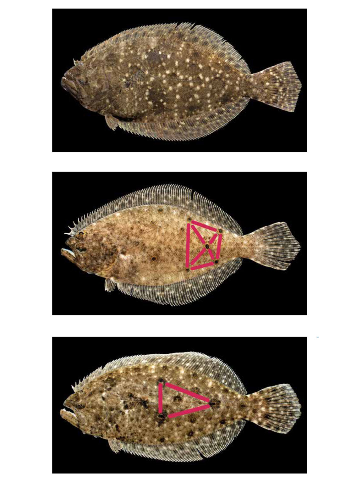 North Carolina Flounder Season Salt Water Sportsman