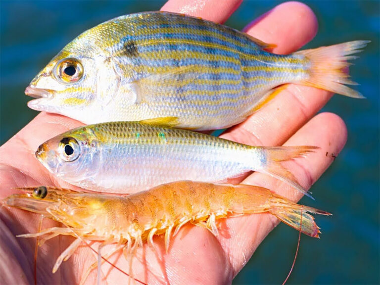 Live baits for kingfish trolling