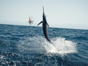 Billfish hooked and jumping