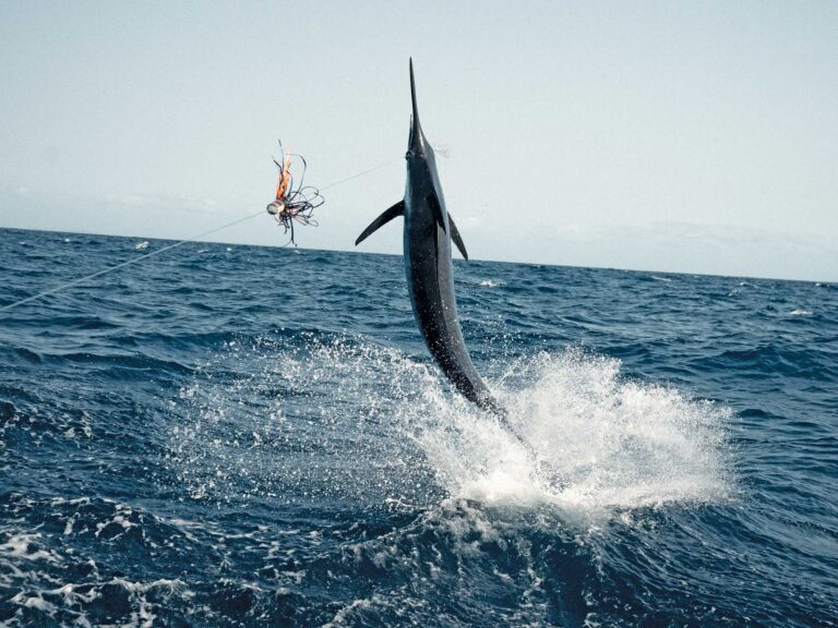 Billfish hooked and jumping