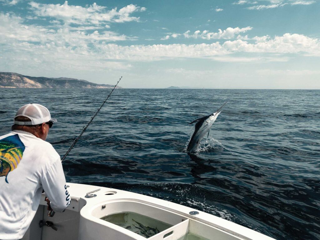 Striped marlin jumping out of the water