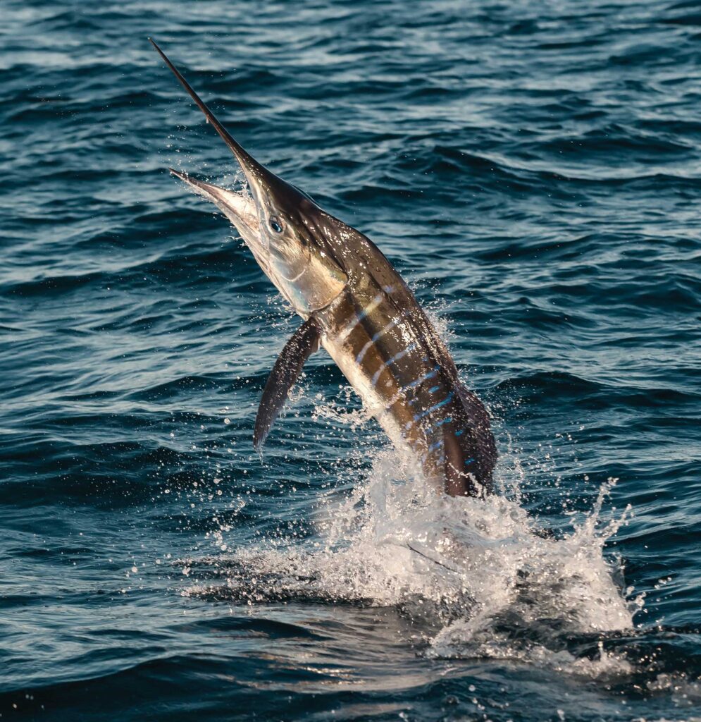 Striped marlin off SoCal