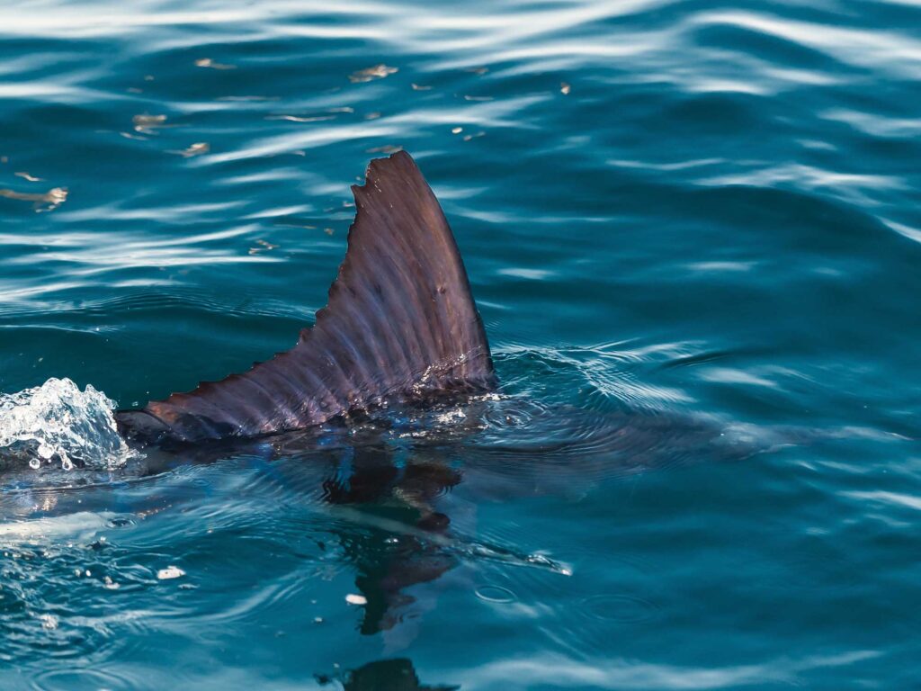 Striped marlin at the surface