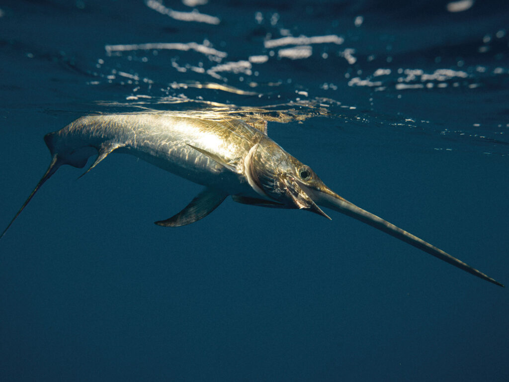 Swordfish underwater