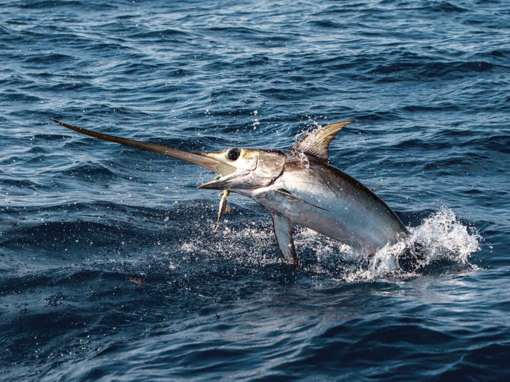 Swordfish jumping out of the water