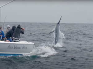 Billfish jumping in the Keys