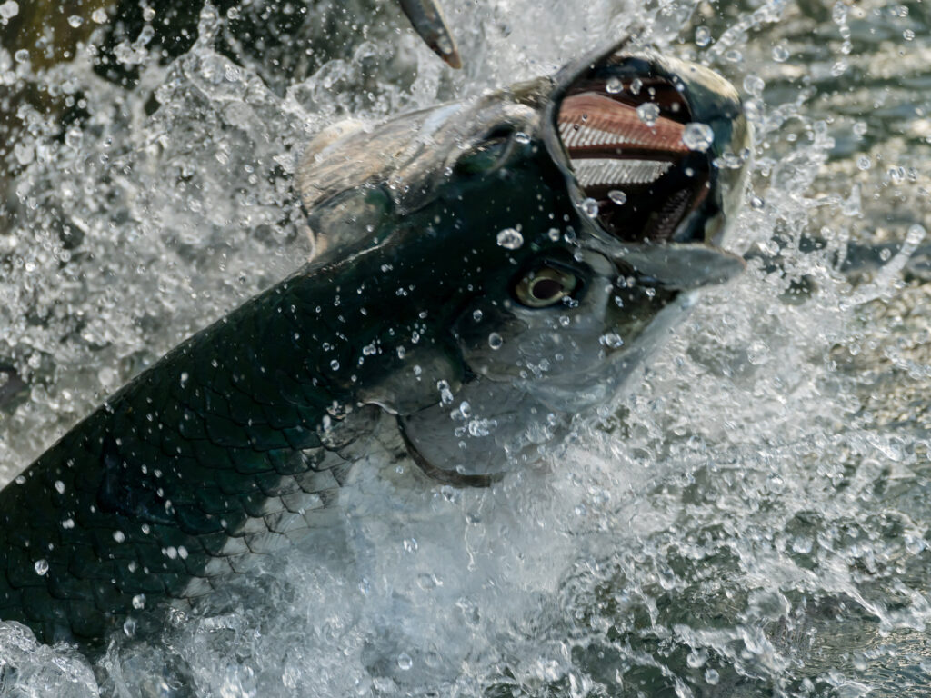 A large tarpon leaps from the water.