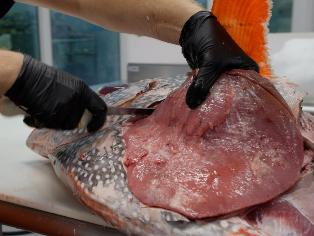 Removing the abductor muscle from an opah.