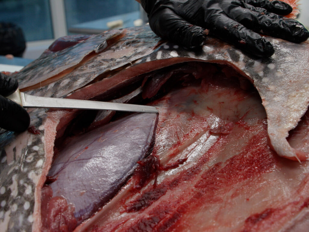 Removing and Opah's adductor muscle.