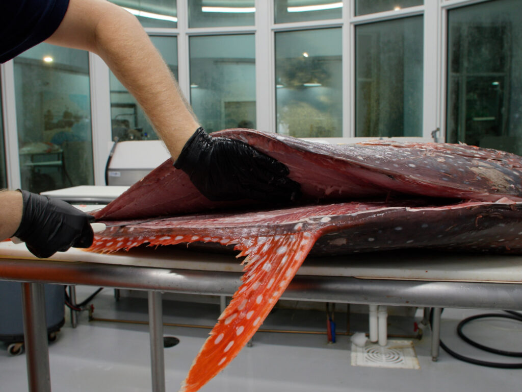 Working toward the spine, lifting opah fillet with a flat palm.