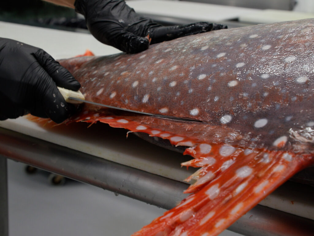 Fillet opah, moonfish,